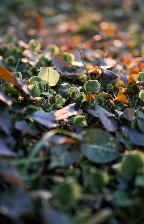 Free Close-up of sunlit winter foliage in a park in Nanjing, China, showcasing natural greenery. Stock Photo