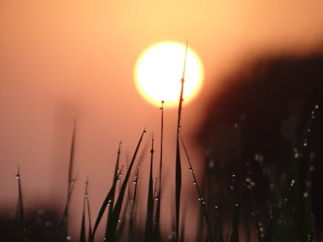 Serene sunrise with dew on grass, creating a tranquil and warm atmosphere.