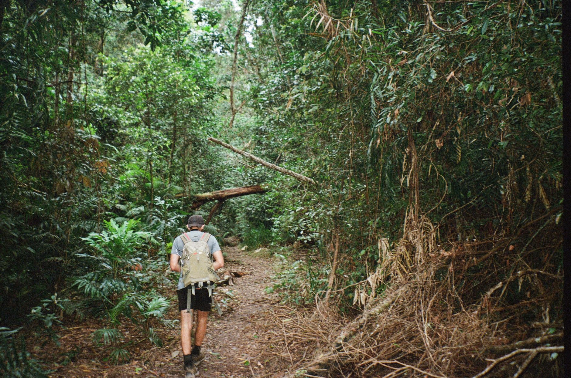 Explore the dense greenery of a rainforest trail in Cairns, Australia, ideal for adventurous hiking.