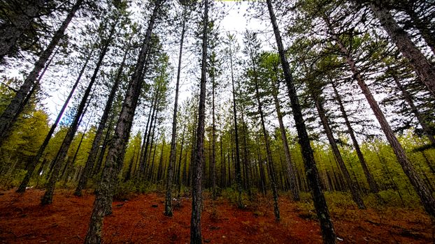 Explore the serene beauty of a dense pine forest in Türkiye with towering trees and earthy tones.