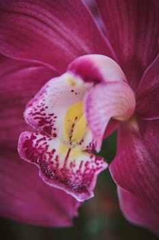Detailed close-up of a vibrant pink orchid bloom showcasing delicate textures.