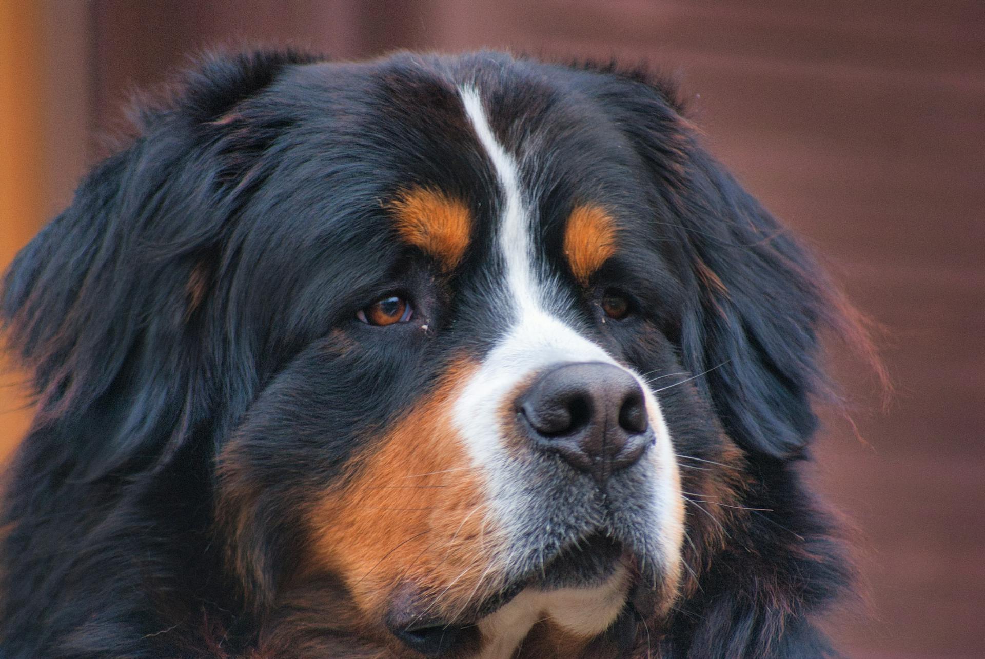 Focused image of a Bernese Mountain Dog showing detailed fur and markings.