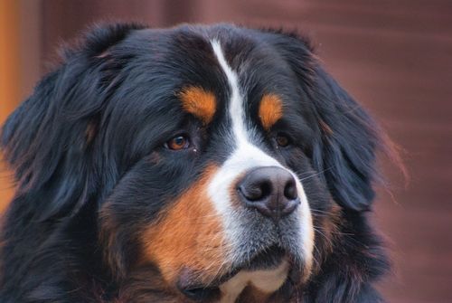 Free Focused image of a Bernese Mountain Dog showing detailed fur and markings. Stock Photo