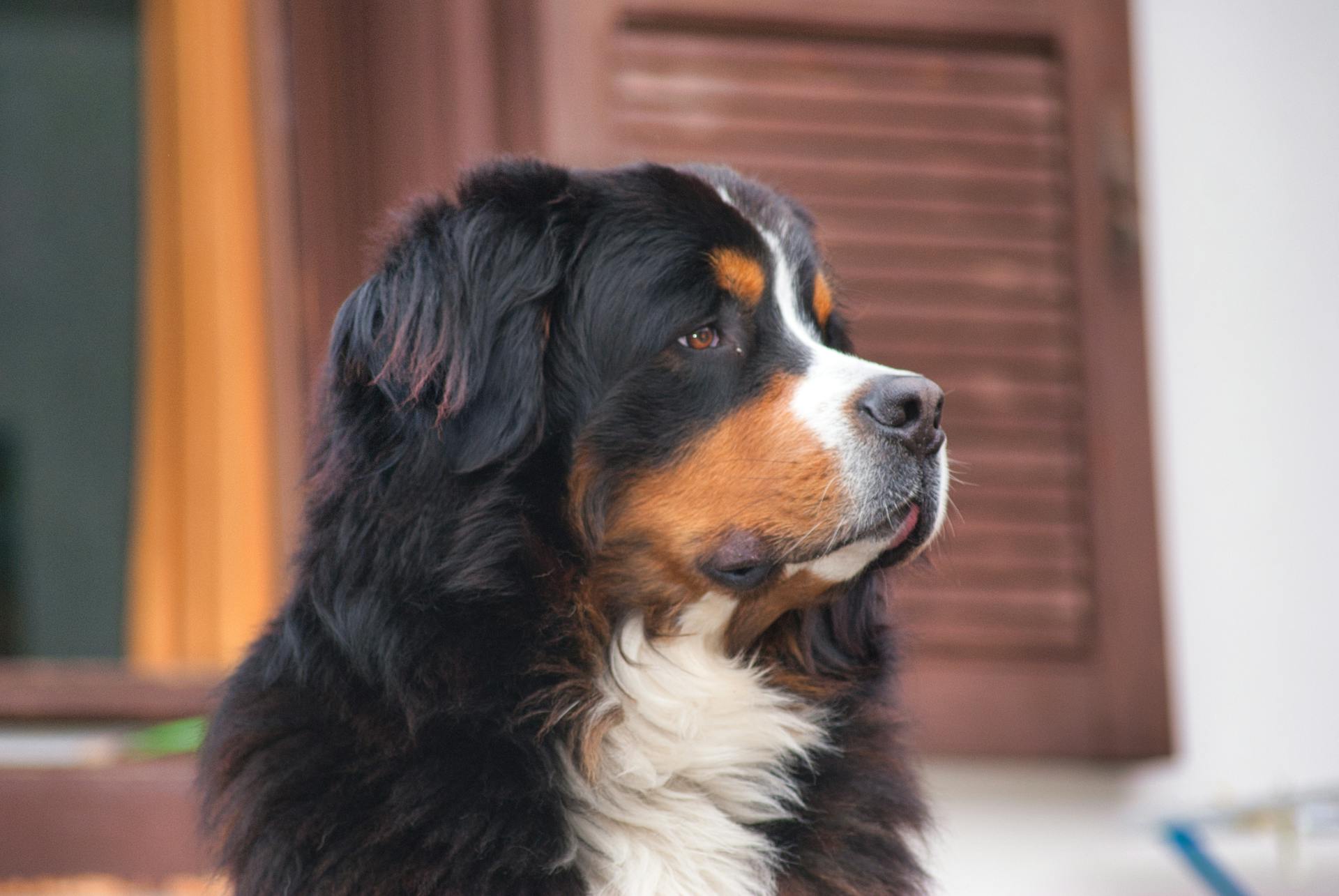 Close-up of a Bernese Mountain Dog sitting by a window, looking serene.