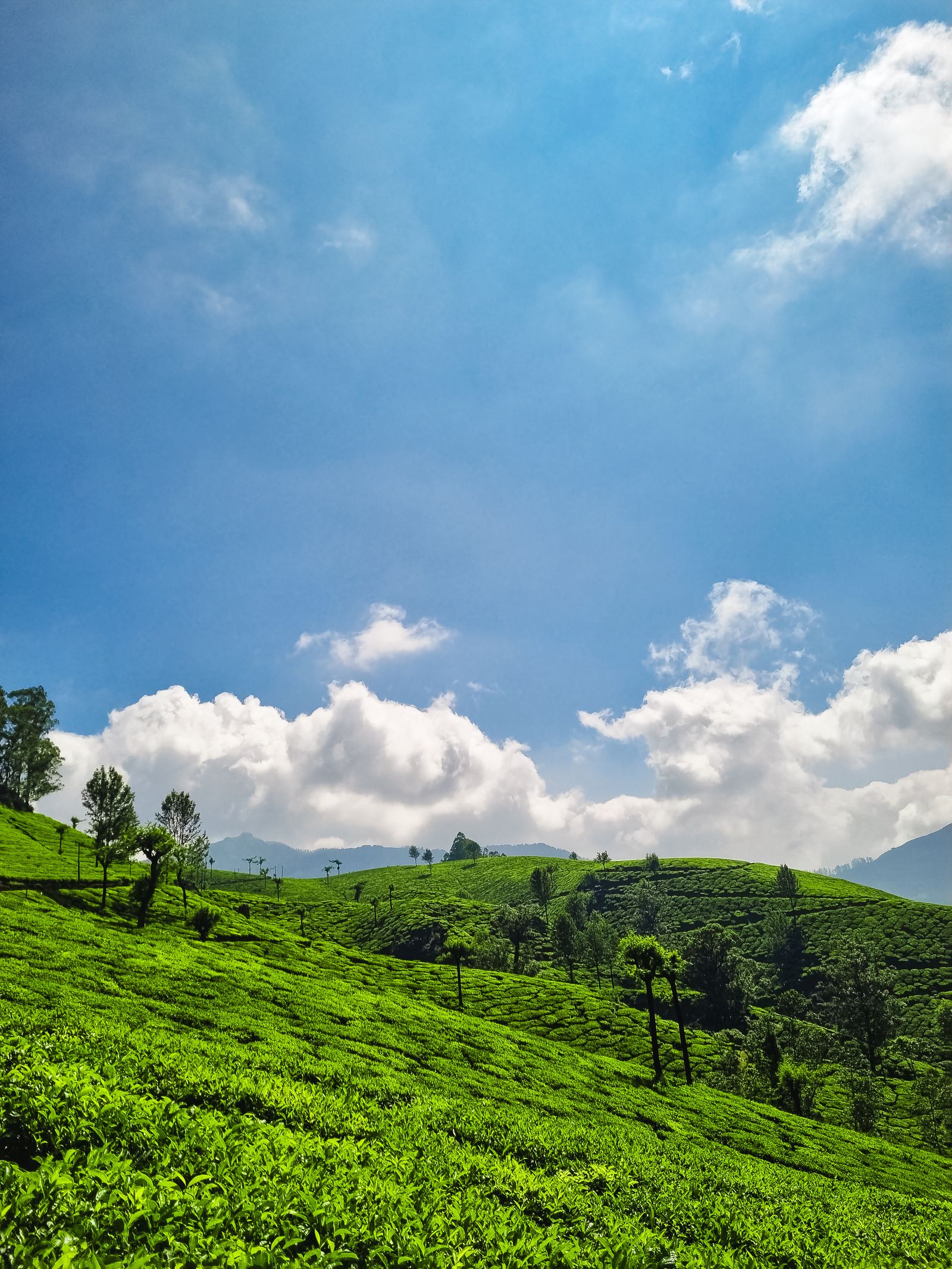 Green tea plantation hills in Munnar, Kerala