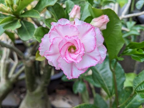 Desert Rose flower the United Arab Emirates