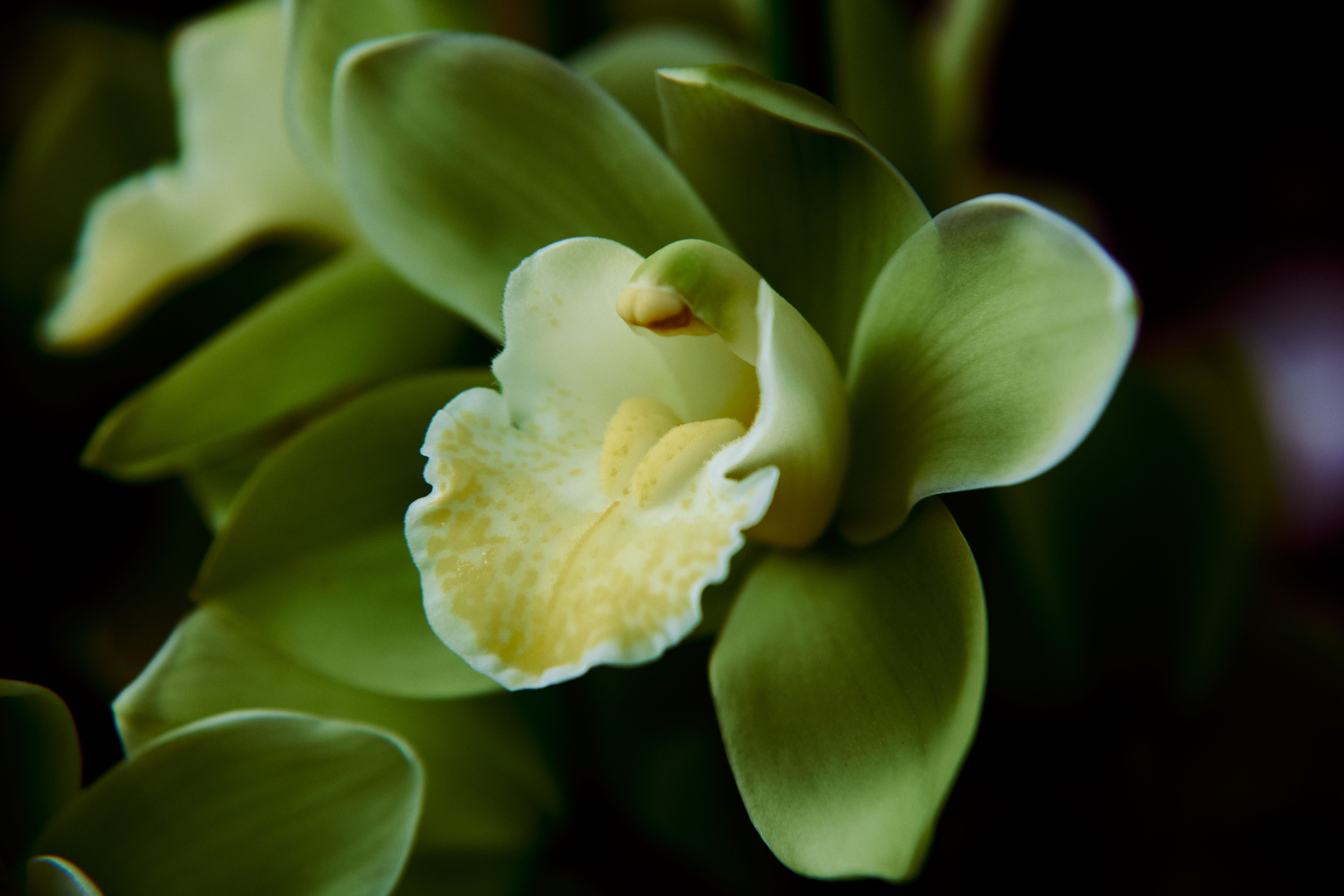 Orchideeënposter met spreuk in modern appartement.