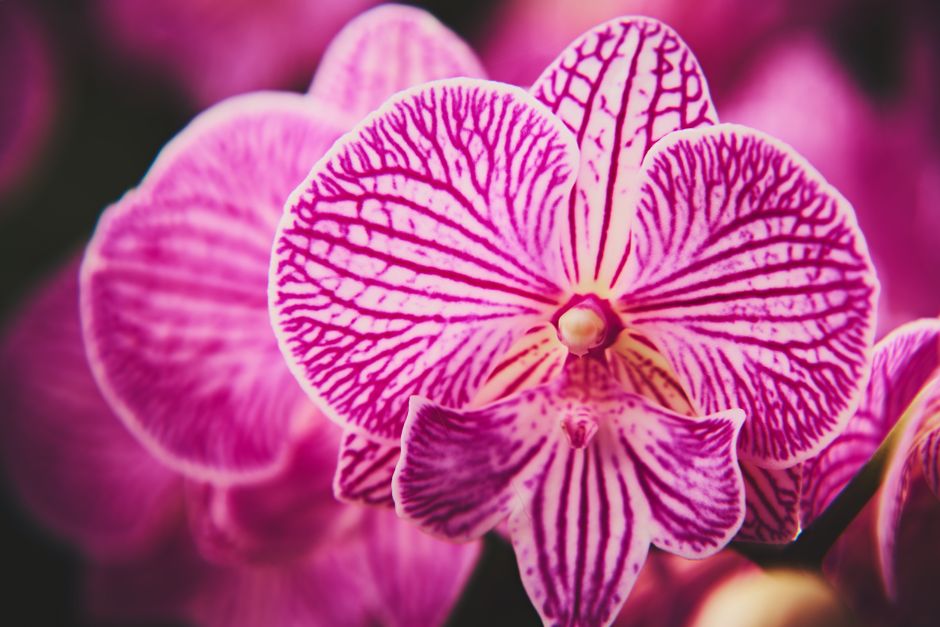 Beautiful close-up image capturing vibrant pink orchids with intricate patterns.