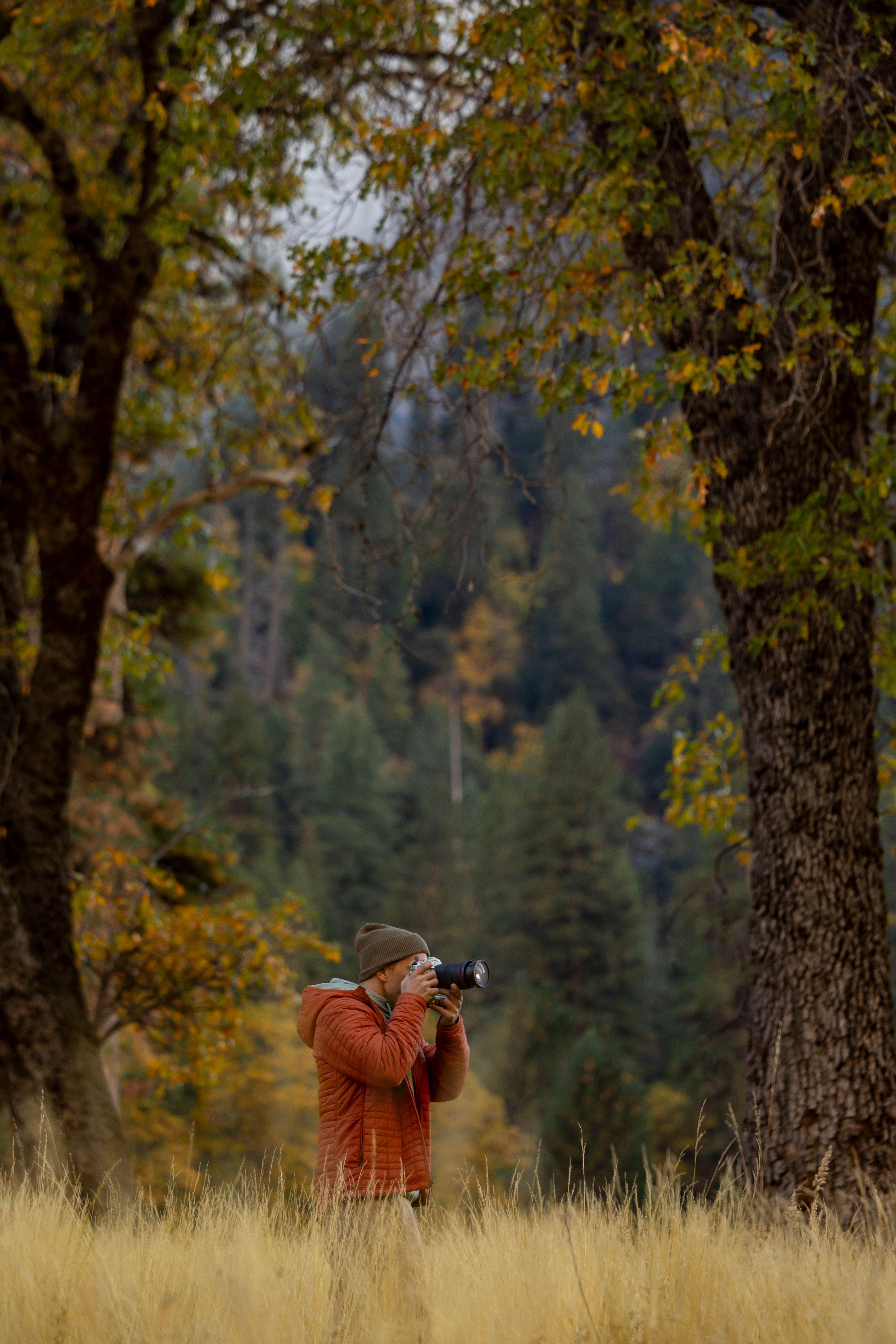 Photographer Captures Autumn Forest Scenery · Free Stock Photo