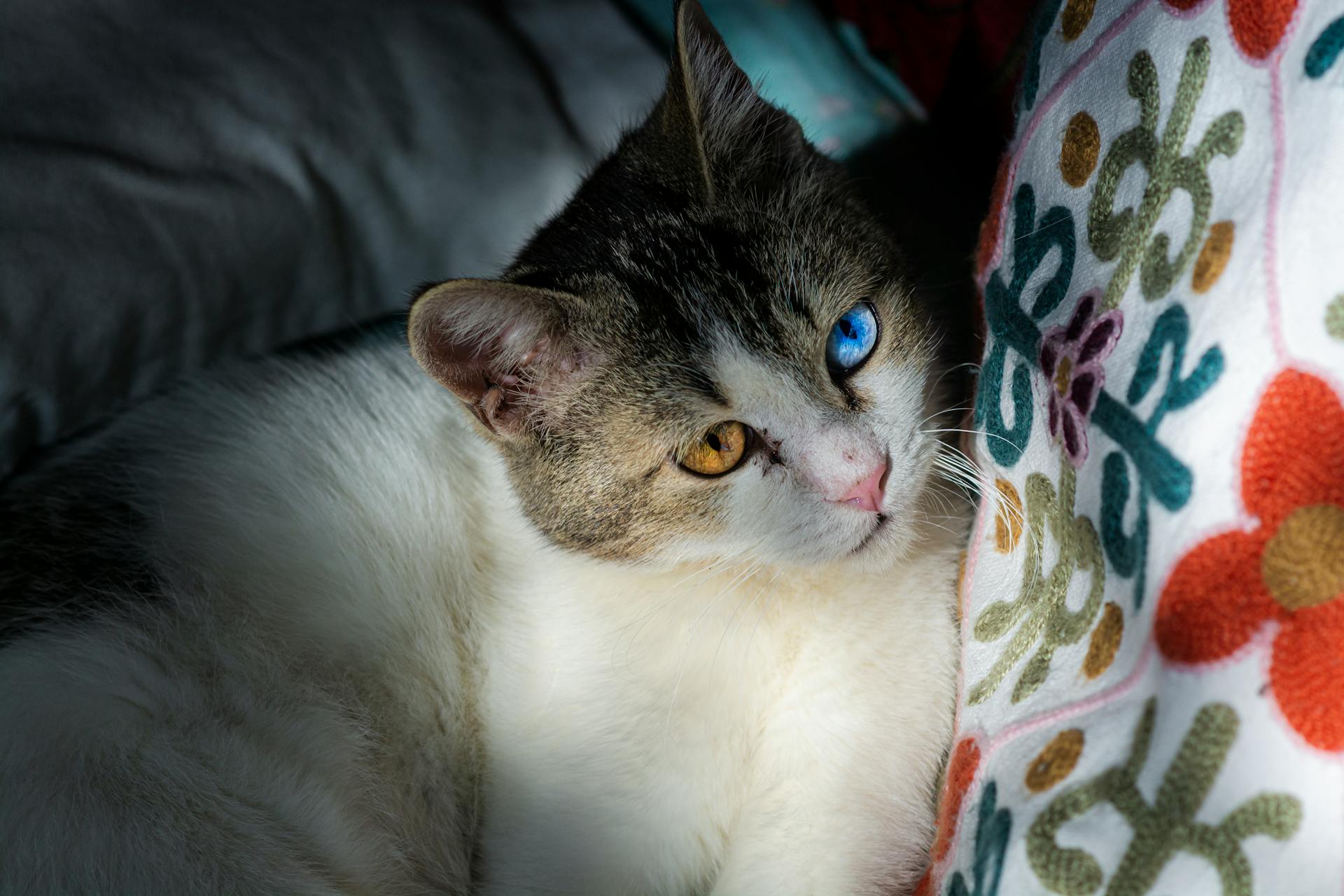 A captivating image of a heterochromia cat relaxing on a colorful floral pillow indoors.