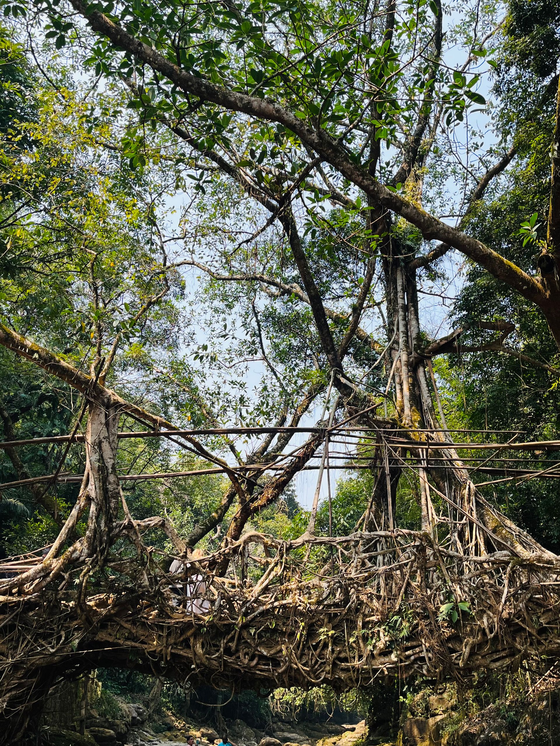 Double Decker Living Root Bridge