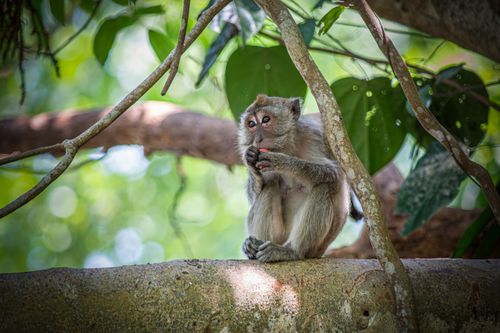 Free A close-up of a crab-eating macaque sitting on a tree branch in its natural habitat. Stock Photo