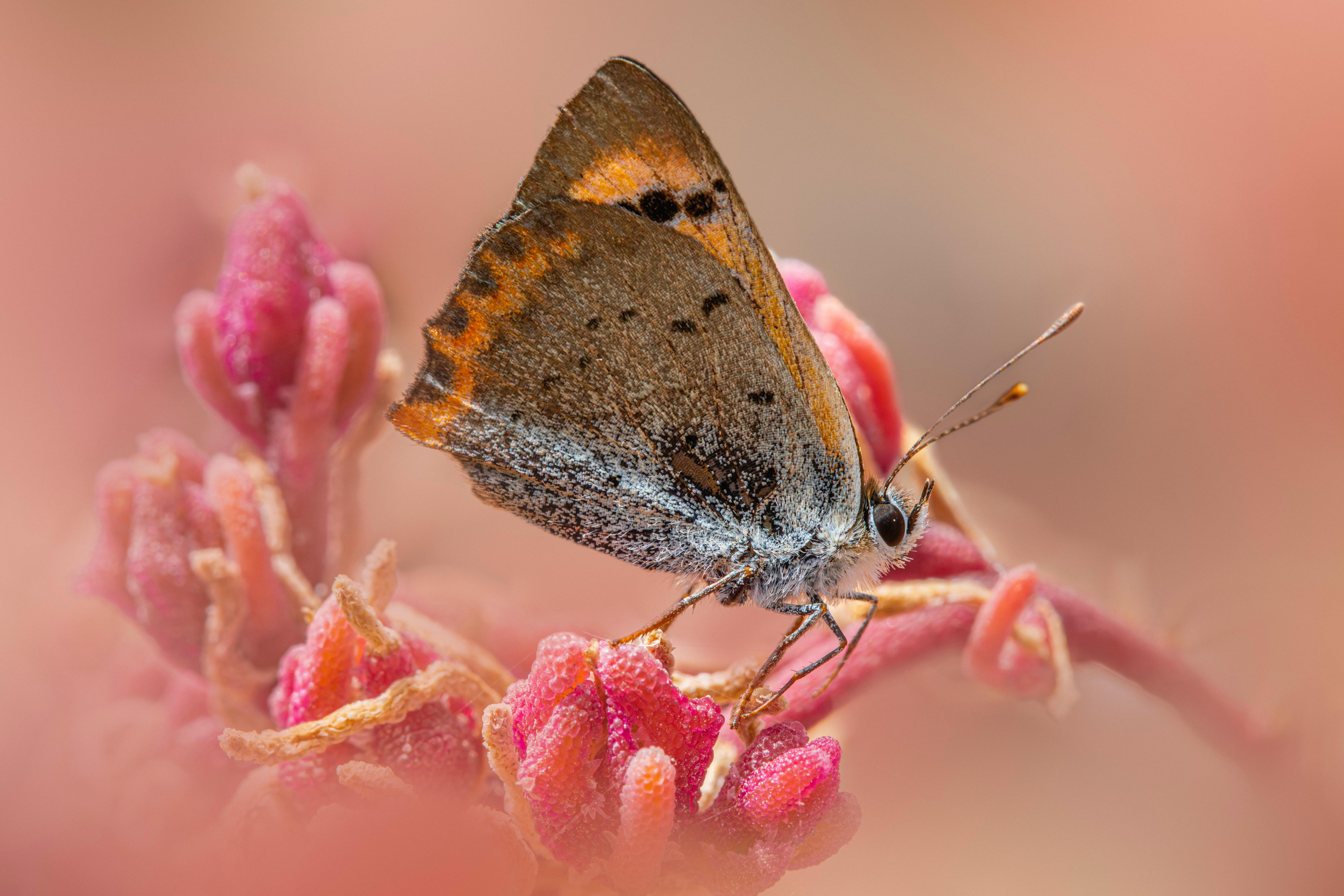 Detailed shot of a small copper butterfly perched on vibrant pink blossoms, showcasing nature's beauty.