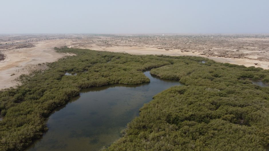 A stunning aerial view of lush mangrove trees amidst a desert landscape near Jizan, Saudi Arabia.