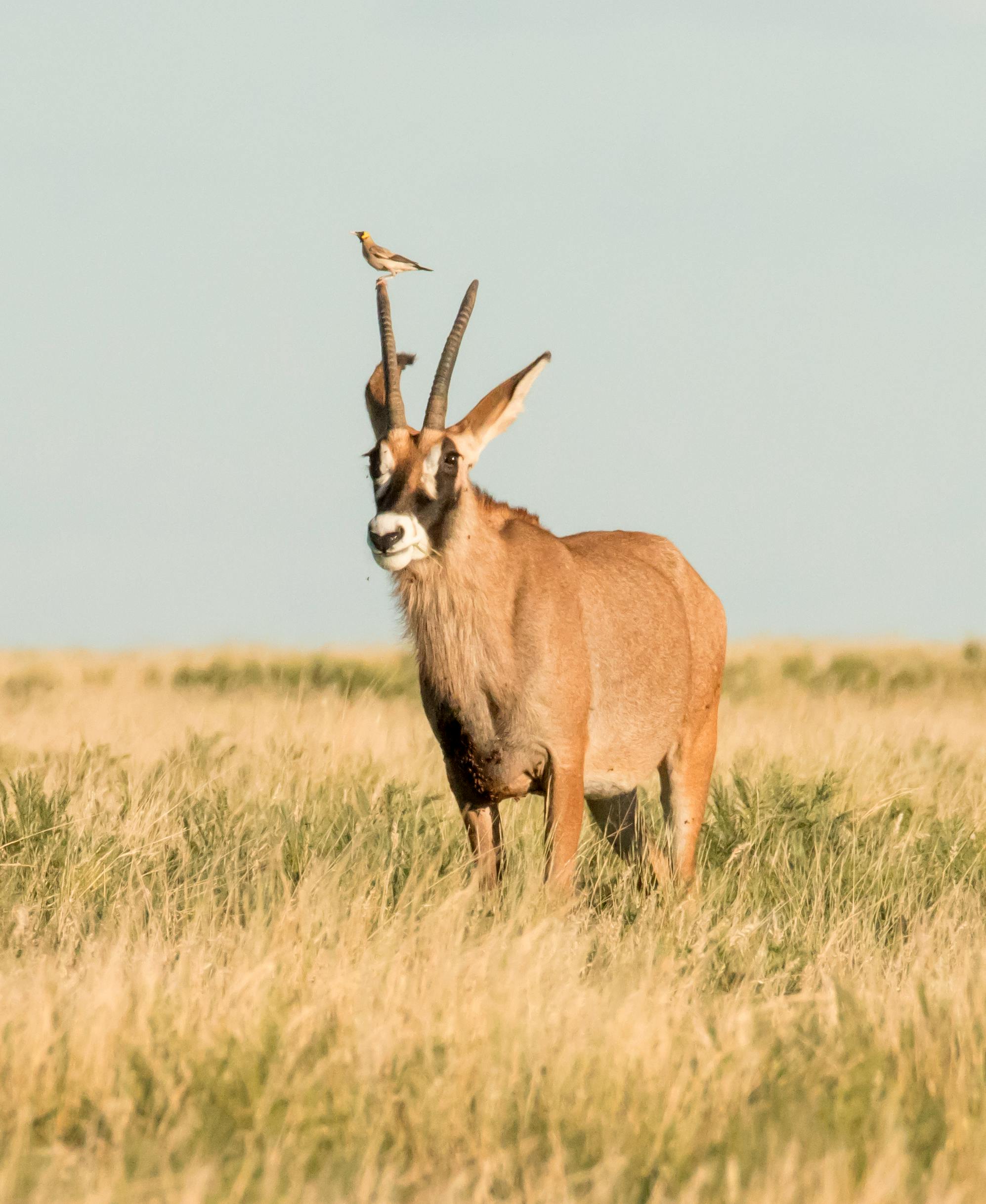 A majestic oryx standing in the African savanna with a bird perched on its horn.