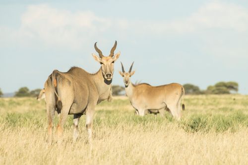 Free Close-up of eland antelopes in African savanna, natural habitat scene. Stock Photo