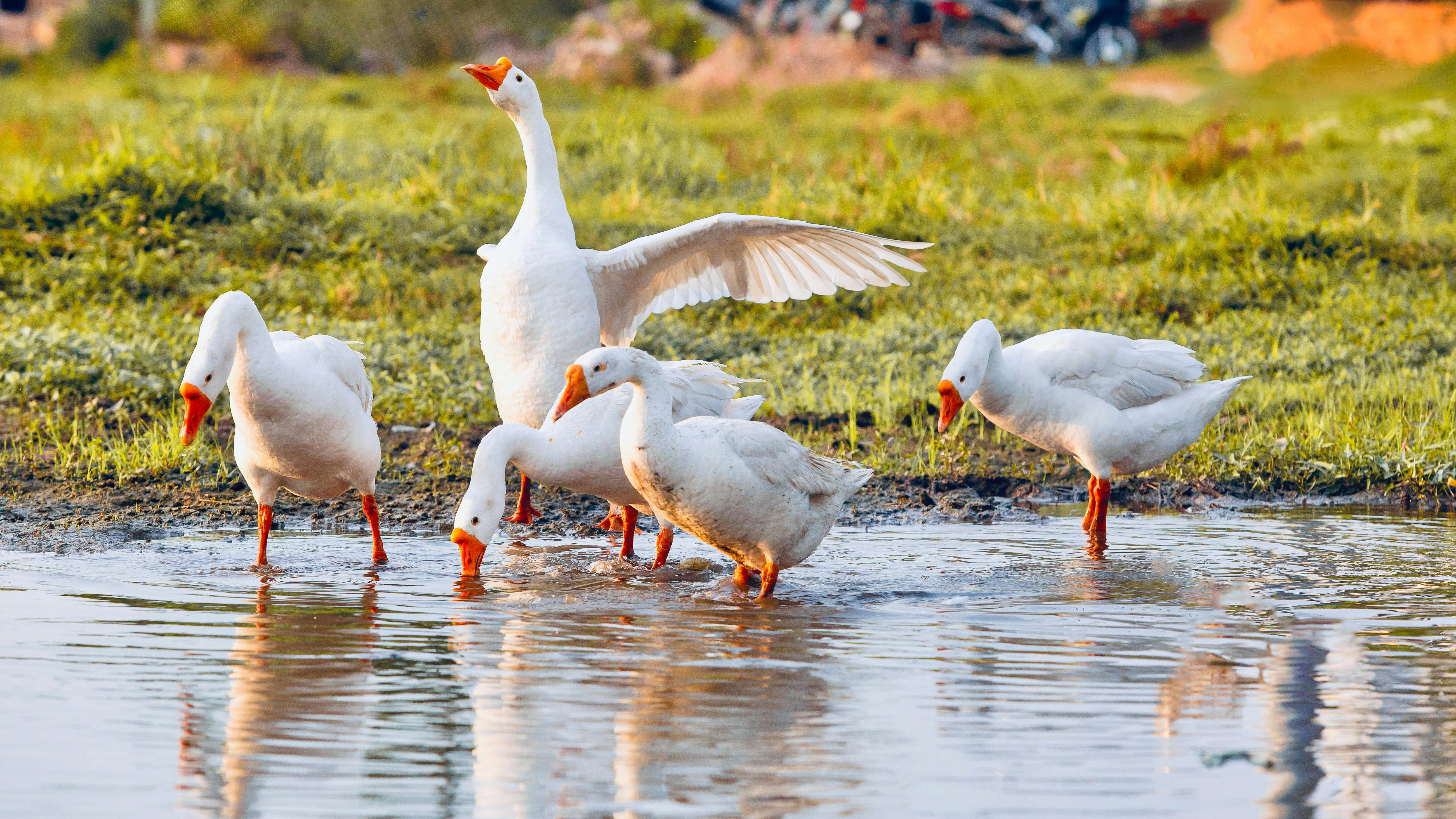 geese wading in scenic vietnam pond