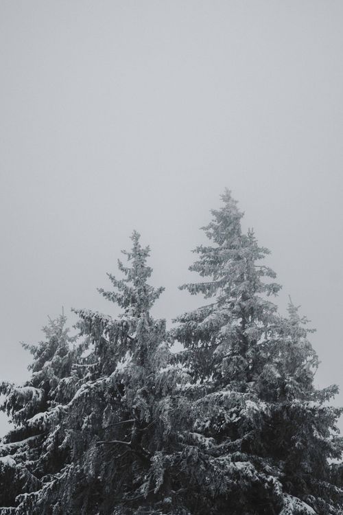 Free Tranquil snow-covered conifer trees evoke a serene winter wonderland in this peaceful nature scene. Stock Photo