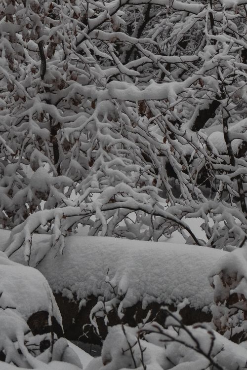 Free A serene snow-covered forest showcasing winter's tranquil beauty, ideal as a scenic winter wallpaper. Stock Photo