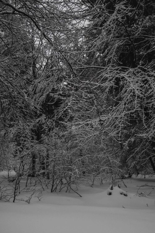 Free Peaceful snow-covered forest capturing winter's serene beauty. Stock Photo