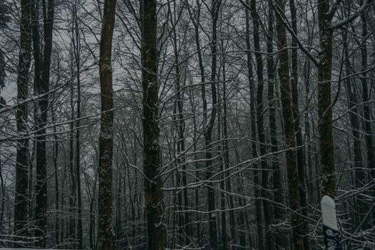 A peaceful, snow-covered forest with tall trees showcasing a tranquil winter landscape.