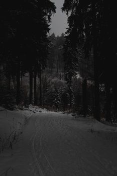 A tranquil path winds through a snow-covered, evergreen forest in winter.