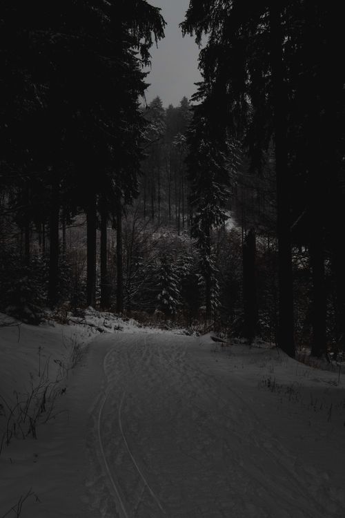 Free A tranquil path winds through a snow-covered, evergreen forest in winter. Stock Photo