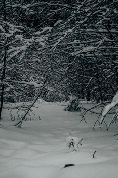 A peaceful winter scene with snow-laden trees in a quiet forest. Perfect as a scenic winter wallpaper.