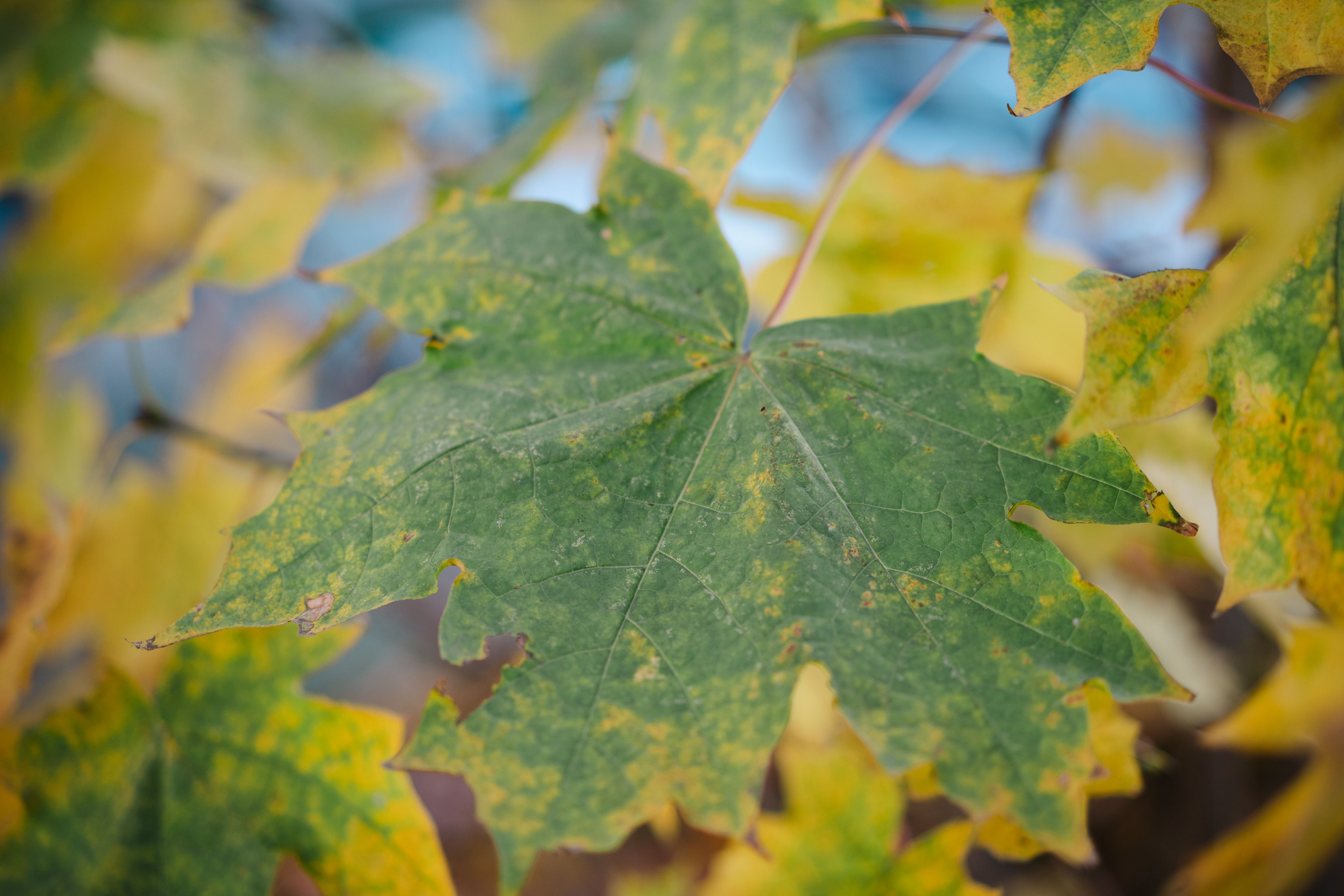 Detailed close-up of a green leaf transitioning to autumn colors, showcasing intricate veins and texture.
