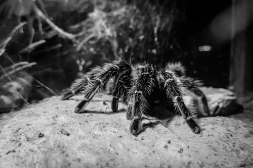 Free Black and white photo capturing a hairy tarantula in its natural habitat. Stock Photo