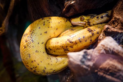 pythons photo