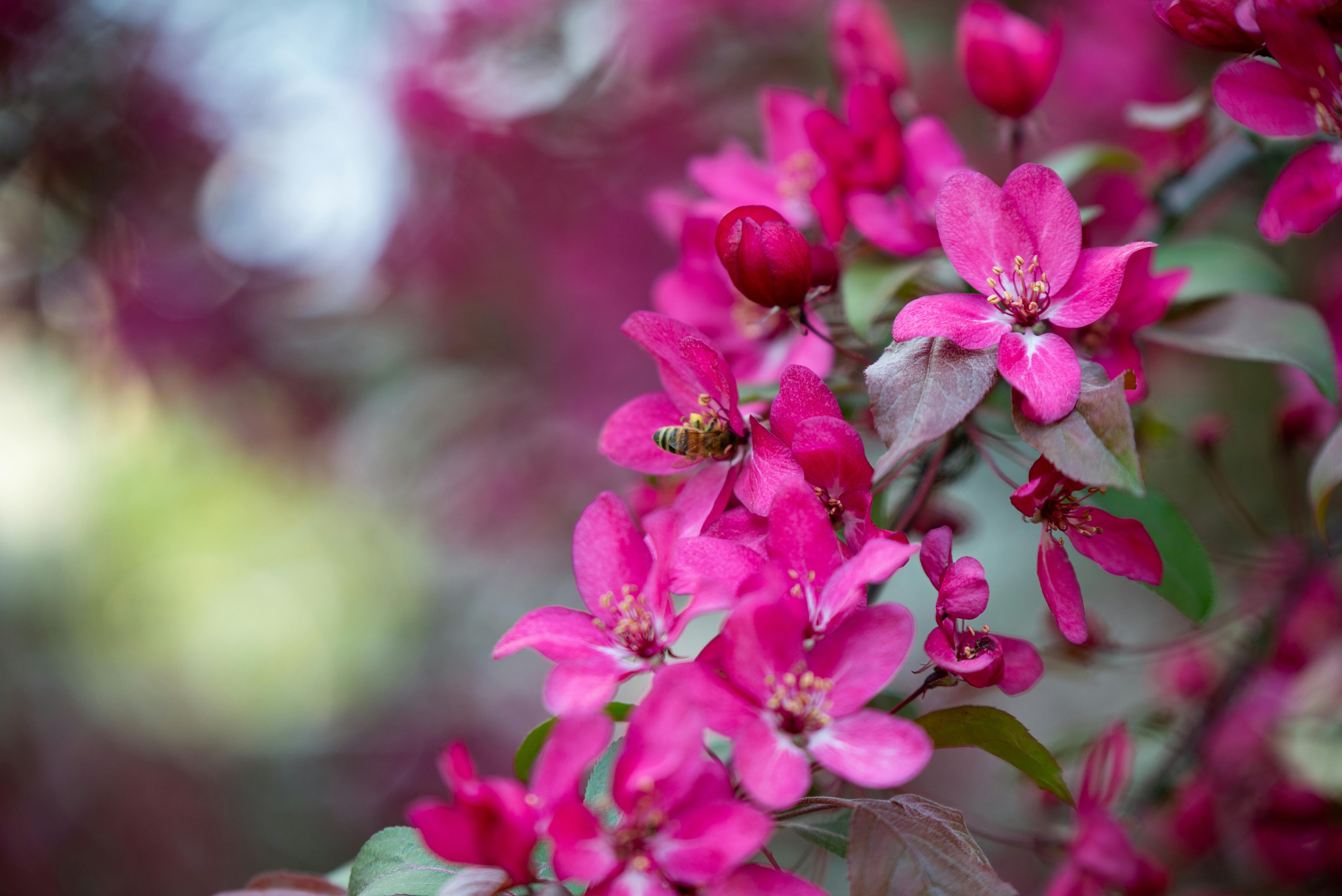 Pommes mûres sur un arbre bien taillé