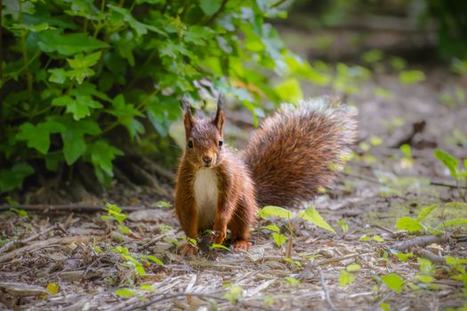 A vibrant squirrel pauses in a lush, green forest, showcasing its bushy tail and alert stance.