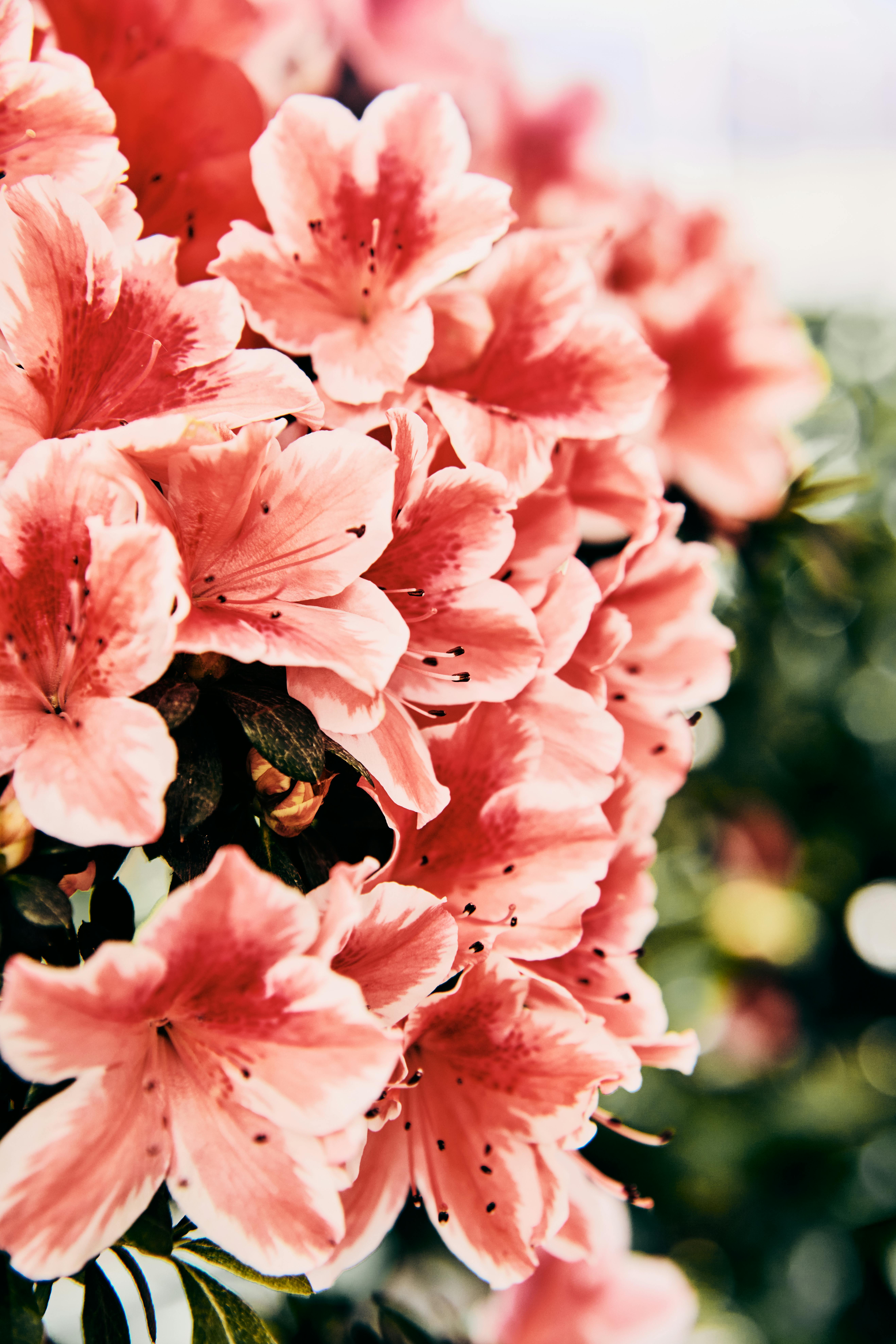 [ColoSach]-close-up-of-vivid-pink-azalea-flowers-capturing-spring's-essence.