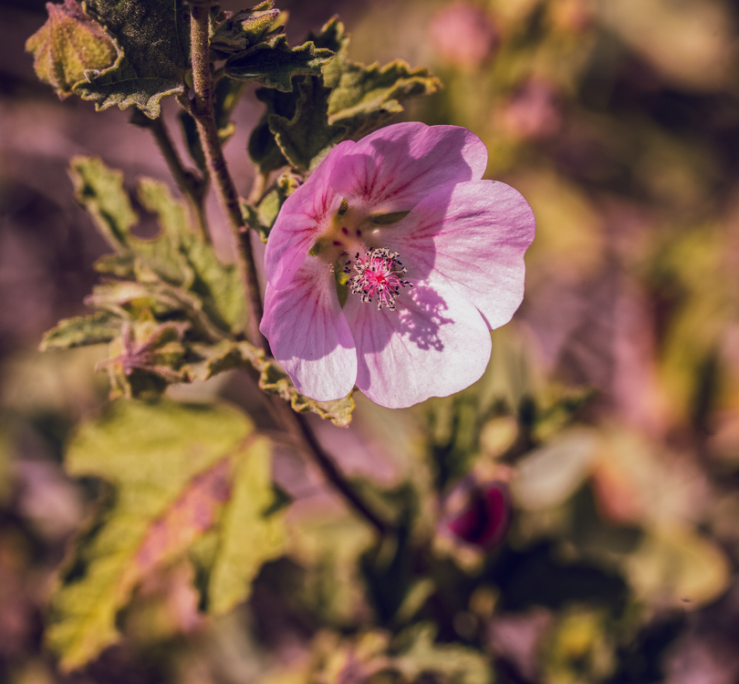 Pink Isreal Close-Up of Pink Flower in Bloom, Jerusalem · Free Stock Photo