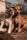 cute puppies