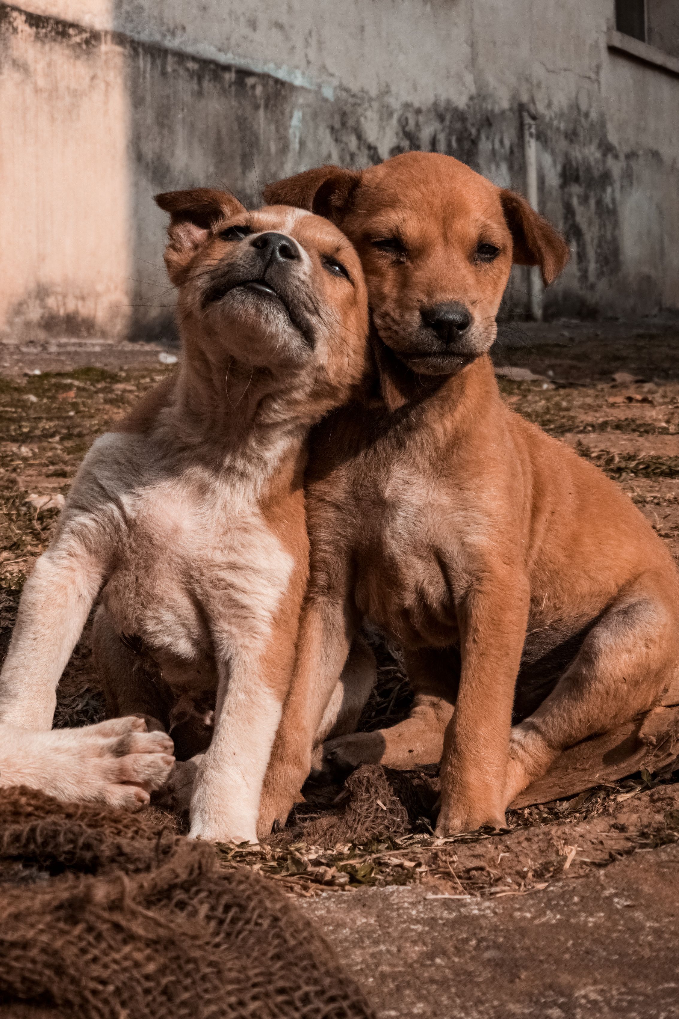 Adorable Brown Puppies Snuggling Outdoors Free Stock Photo