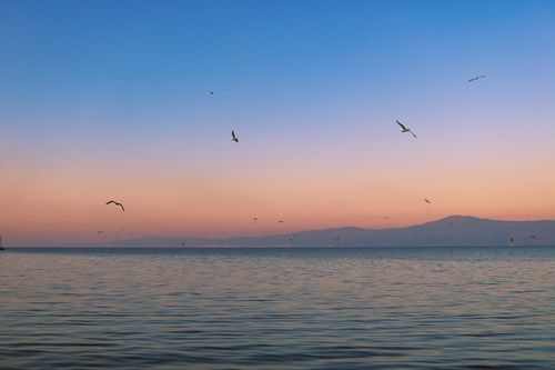Free Peaceful sunset view over the ocean with birds flying above calm waters. Stock Photo