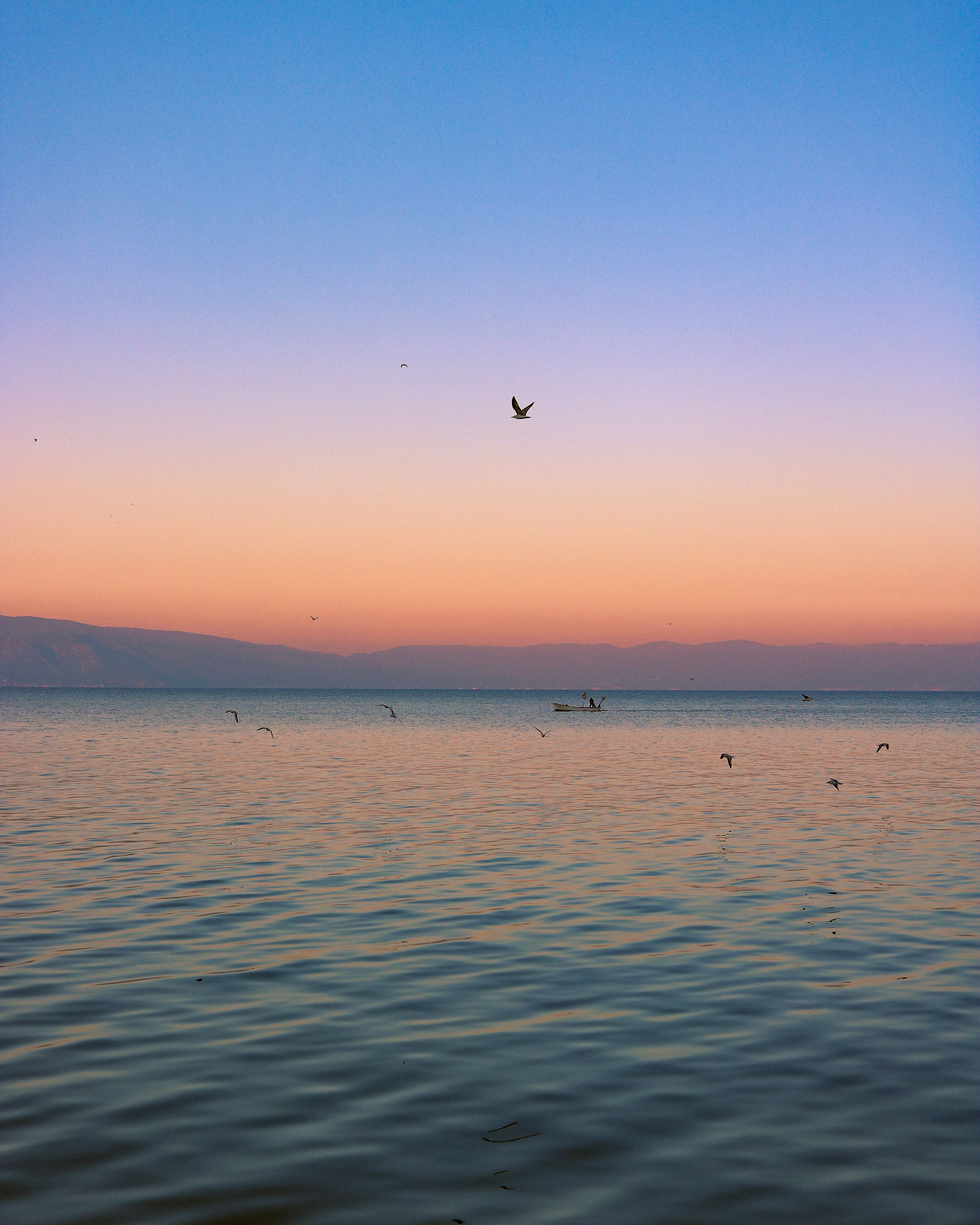 Serene Sunset Over Calm Ocean with Birds · Free Stock Photo