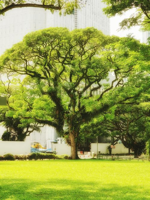 Free A vibrant green tree in a city park, showcasing lush foliage on a bright day. Stock Photo