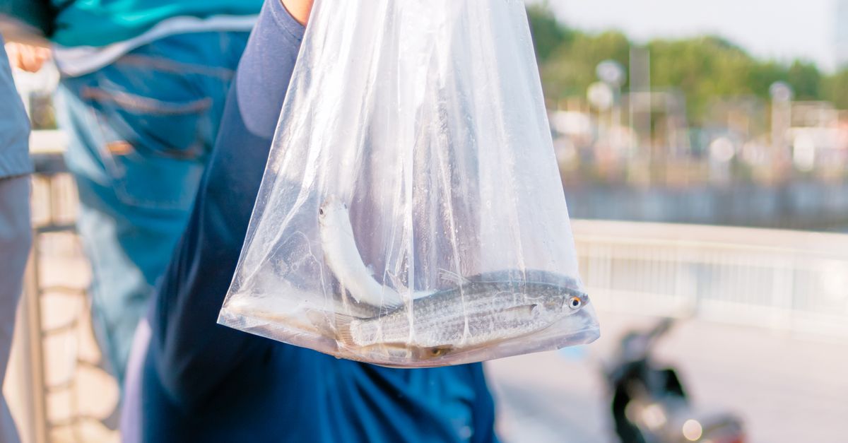 Bagging Fish Fresh Catch of Fish in a Plastic Bag in Đà Nẵng · Free Stock Photo