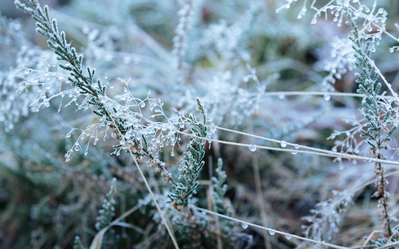 detailed view of frost covered plants in jonsdorf germany s winter sce