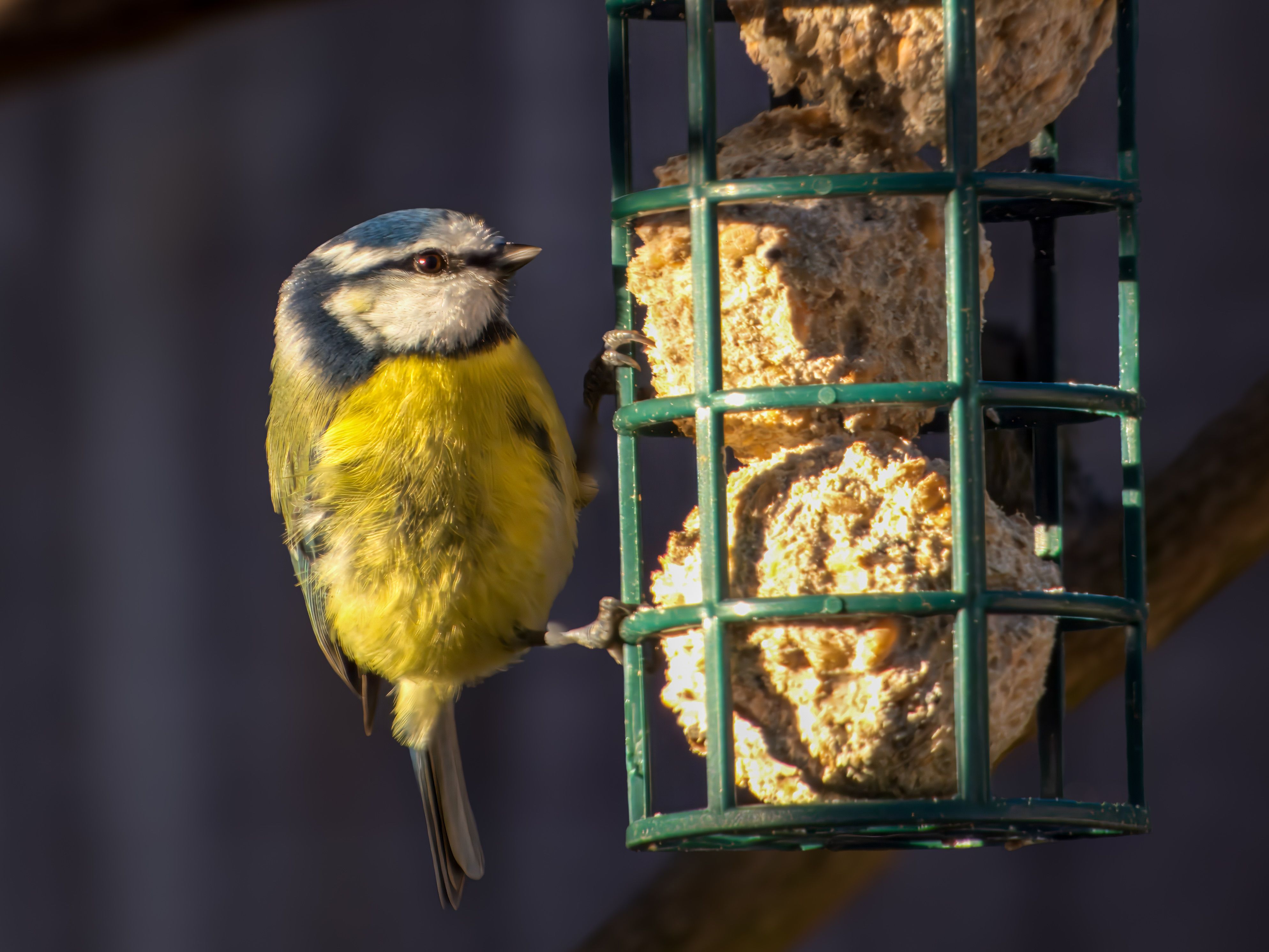 Eurasian Blue Tit perched on a bird feeder, enjoying seeds. Perfect for nature enthusiasts.