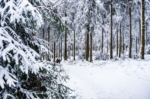 Free Peaceful winter forest scene with snow-covered trees and people walking. Stock Photo
