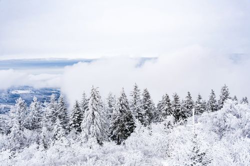 Free Majestic winter scene of snow-laden pine trees on a cloudy day. Stock Photo