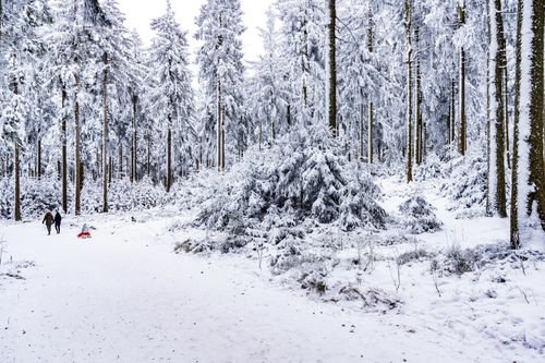 Free Stunning winter scene with people sledding in a snowy forest. Perfect for holiday and adventure themes. Stock Photo