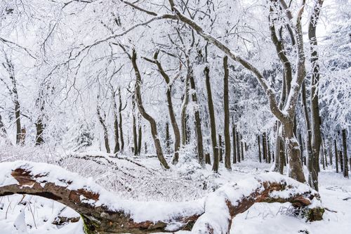 Free A peaceful winter scene with snow-covered trees in a tranquil forest setting. Stock Photo