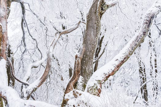 A tranquil scene of snow-laden branches in a winter forest landscape.