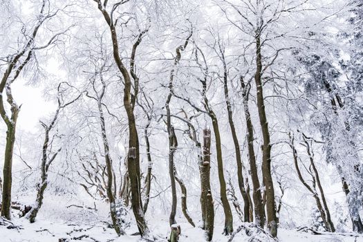 Peaceful snowy forest with leafless trees in winter, creating a serene wonderland.