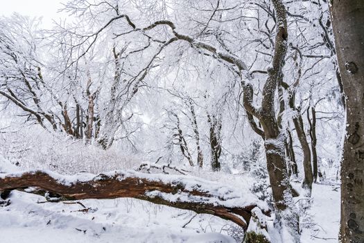 A serene winter forest landscape with snow-laden trees and a fallen log.